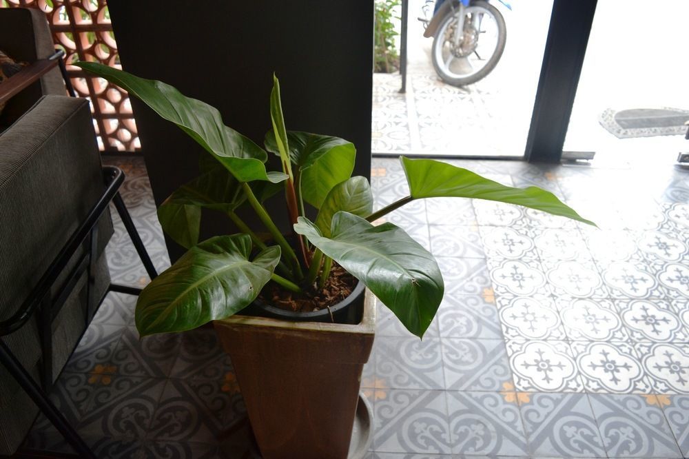 פנום פן Monsoon Bassac Hotel מראה חיצוני תמונה